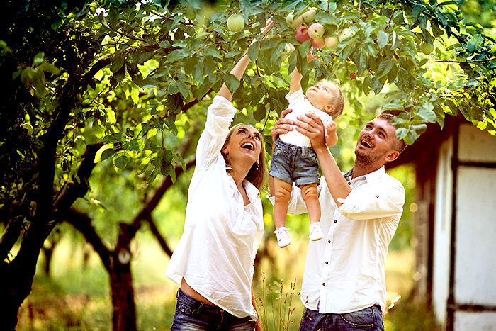 Jeune famille heureuse cueuillant des pommes de leur pomier dans la cour.